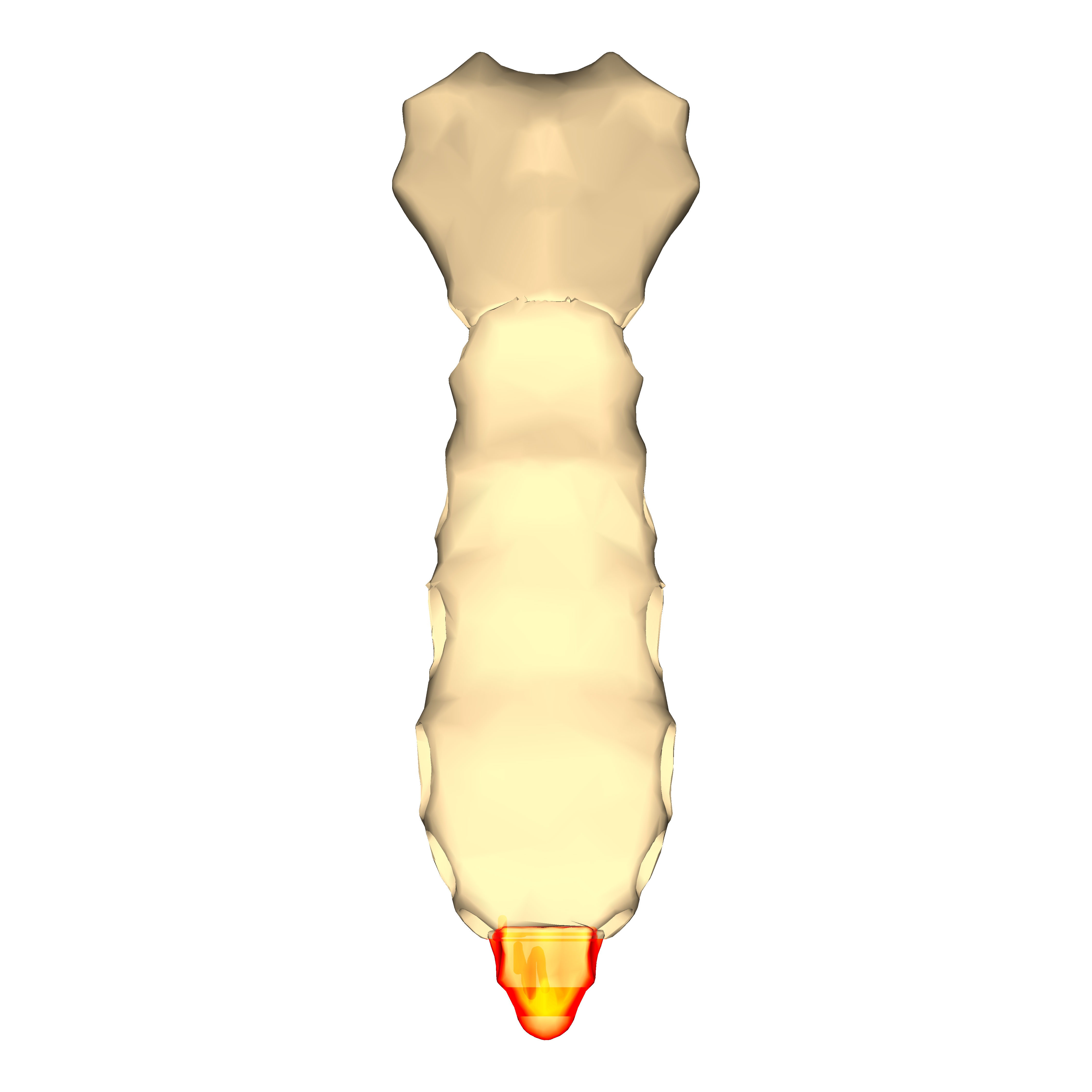 Level 13 - Human Anatomy - Memrise