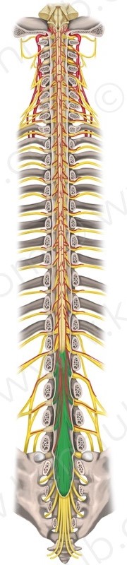 fila radicularia