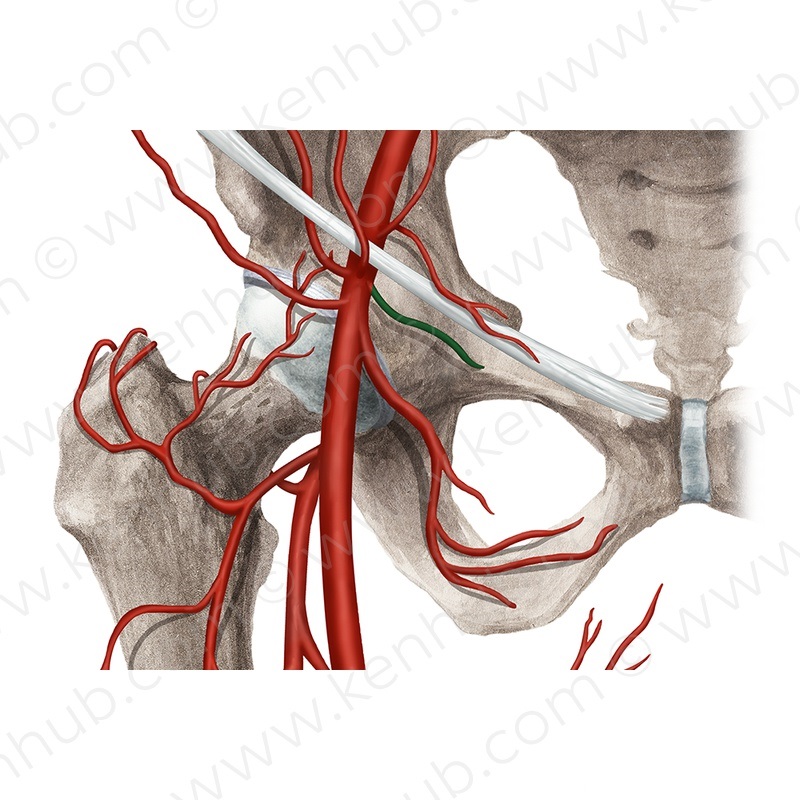 Level 18 - Kreislaufsystem I - Propädeutik Makroanatomie HHU - Memrise