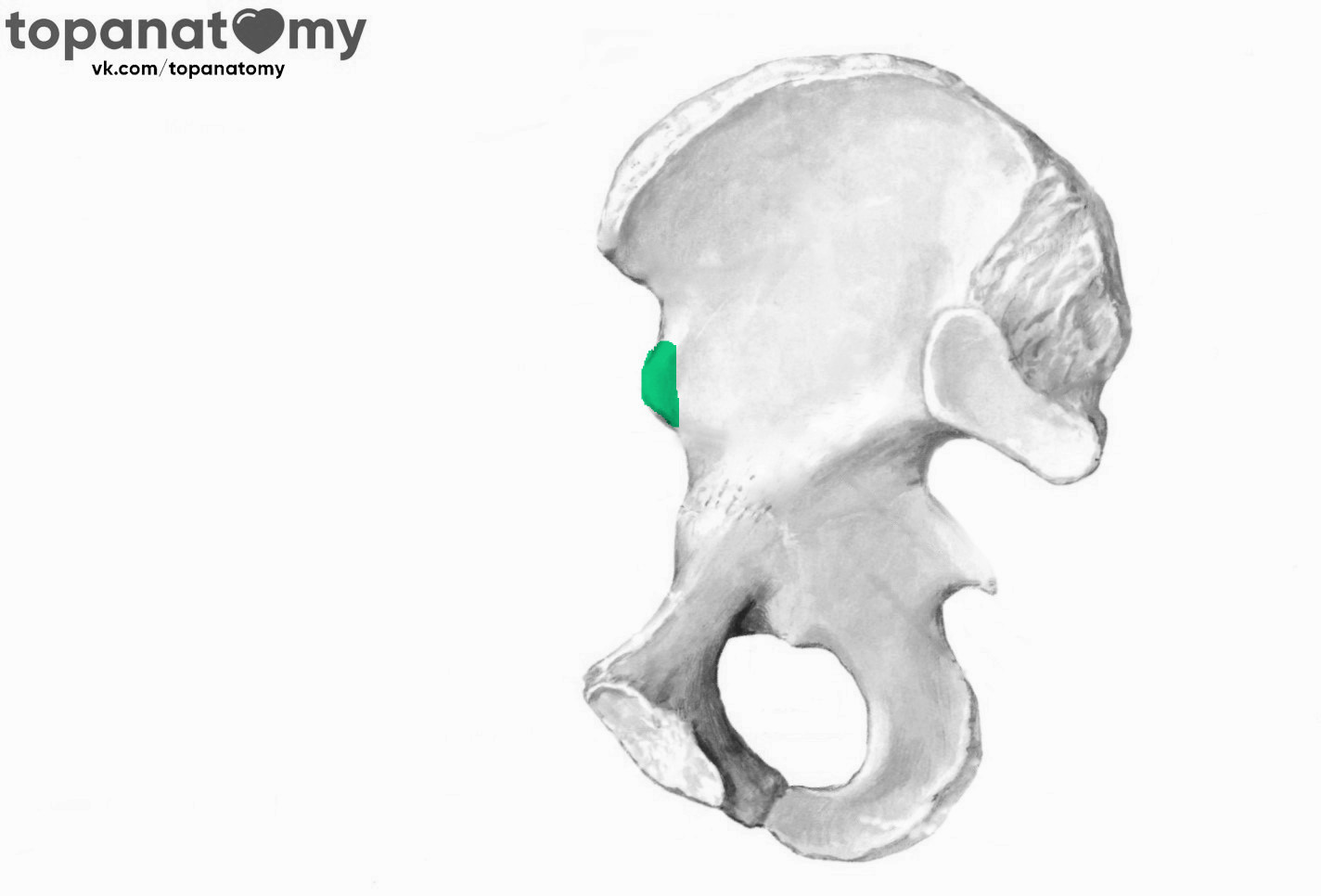 Подвздошная кость где находится фото