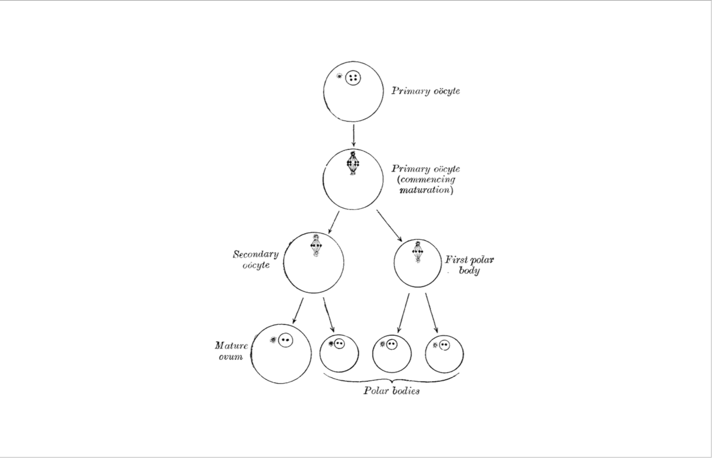 Level 1 - Embryology - Gray's Anatomy - Memrise