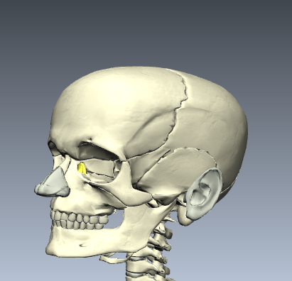 Level 6 - Craniofacial Bones and Cartilage - Human Anatomy - Memrise