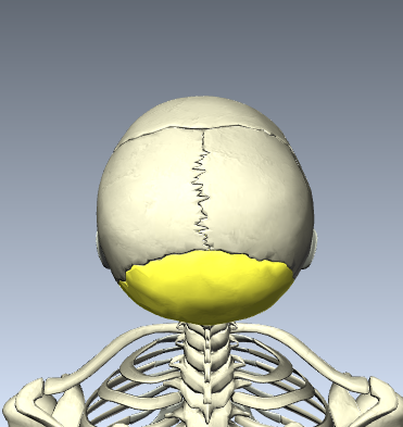 Level 6 - Craniofacial Bones and Cartilage - Human Anatomy - Memrise