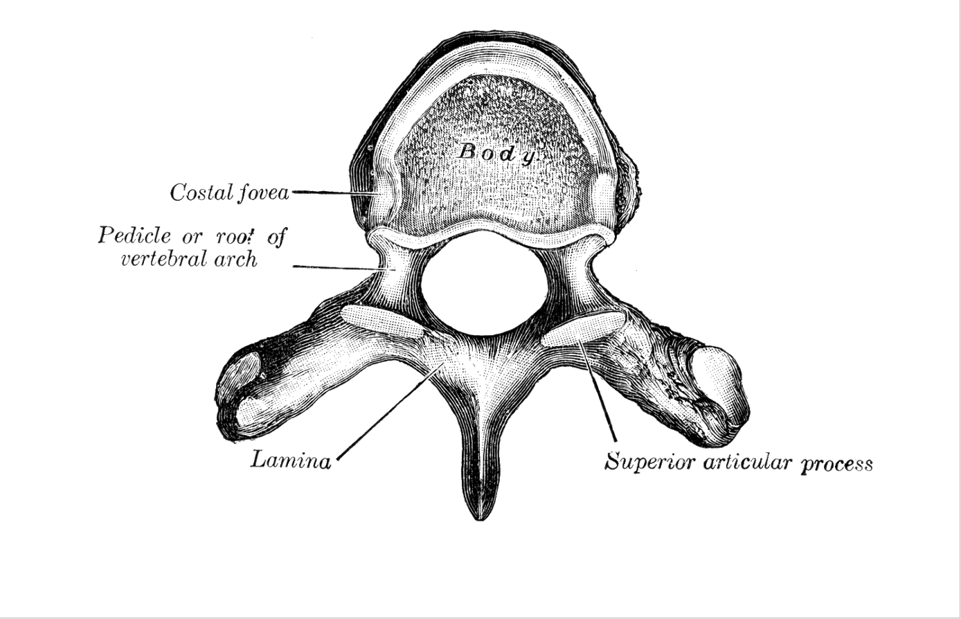 Level 2 - Gray's Anatomy - Memrise