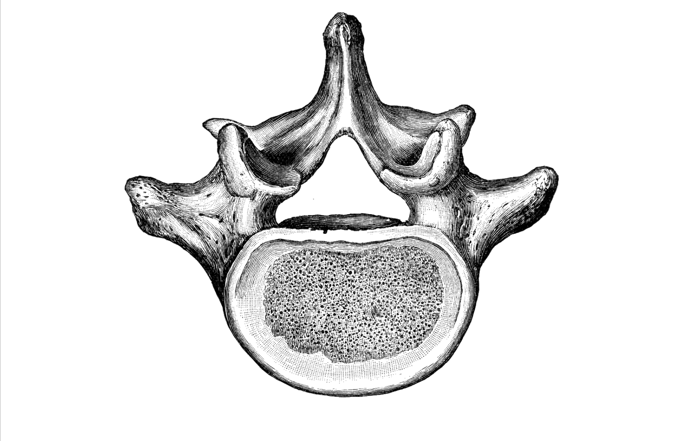 Дуга позвонка Arcus vertebrae