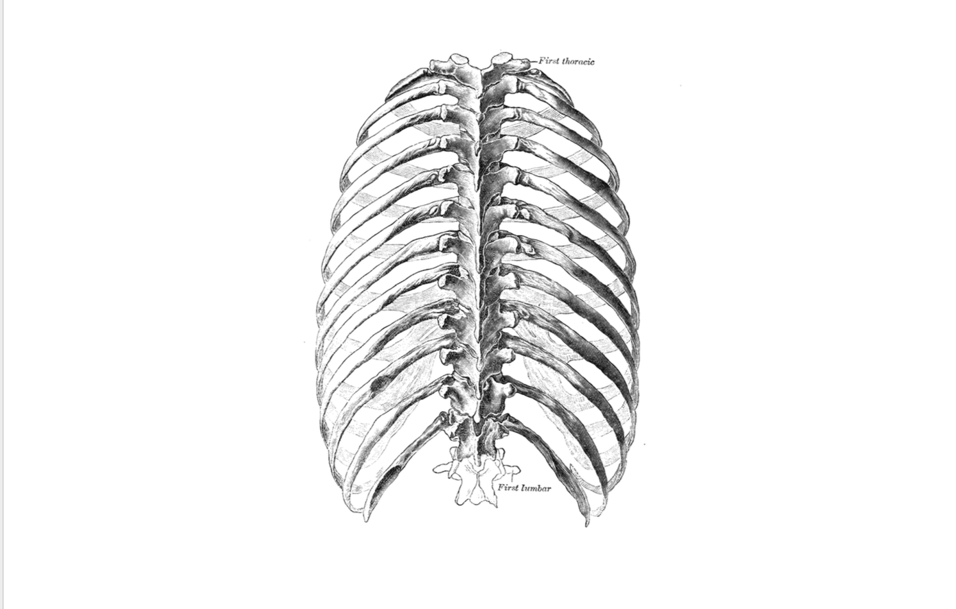 Level 2 - Gray's Anatomy - Memrise