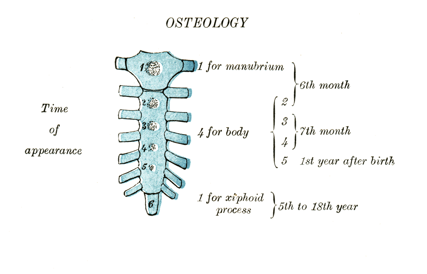 Level 2 - Gray's Anatomy - Memrise