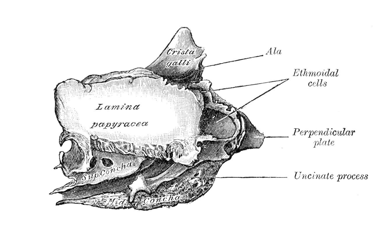Level 2 - Gray's Anatomy - Memrise