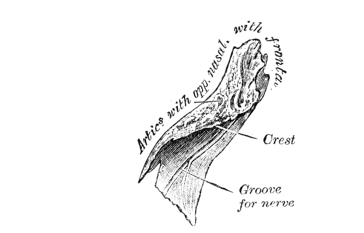 Level 2 - Gray's Anatomy - Memrise