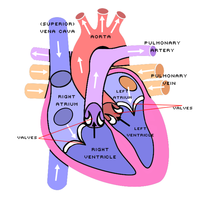 aqa-gcse-biology-the-heart-and-blood-vessels-teaching-resources