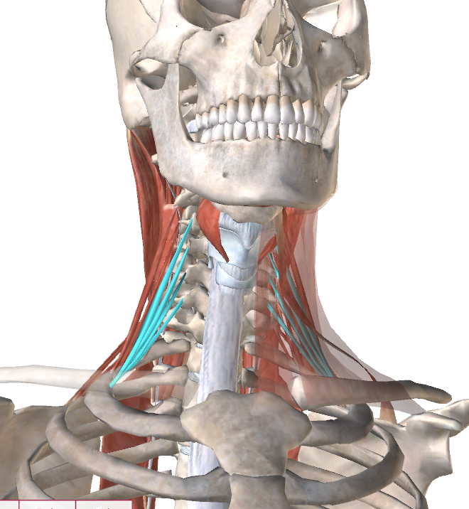 Лестничные мышцы анатомия. Передняя лестничная мышца шеи анатомия. Scalenus anterior мышца. Лестничные мышцы шеи анатомия. Мускулюс скаленус.