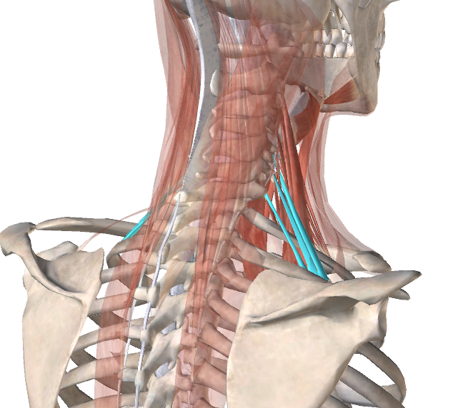 Лестничная мышца шеи фото
