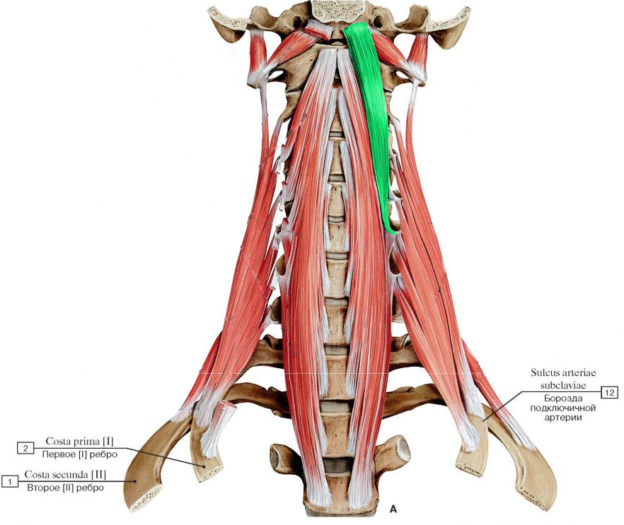 Longus Colli muscle