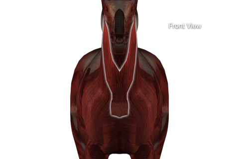 Level 1 - Equine Muscle anatomy - Memrise