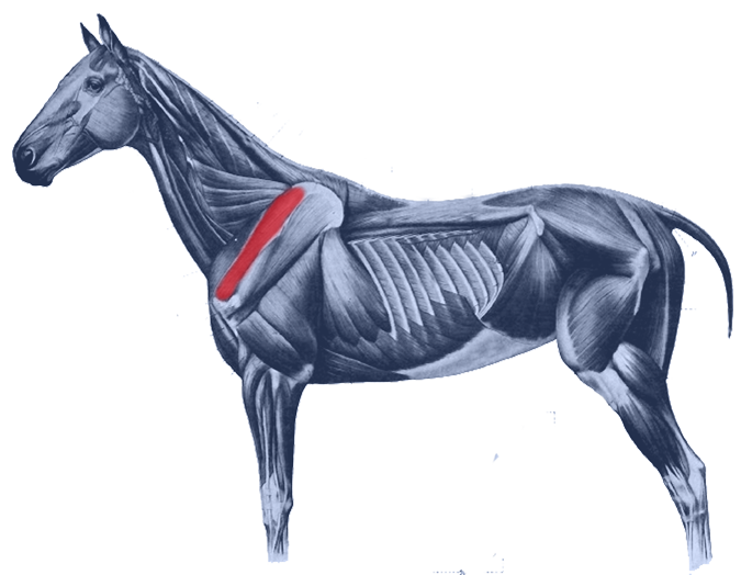 Level 4 - Equine Muscle anatomy - Memrise