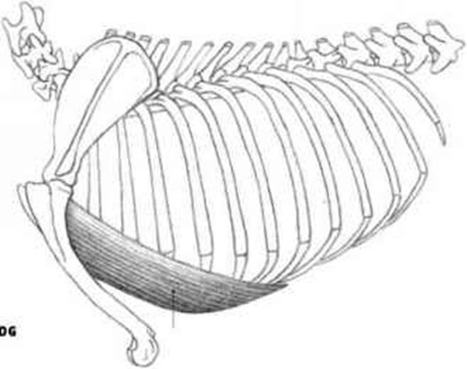 Level 4 - Equine Muscle anatomy - Memrise