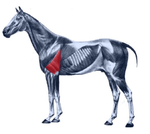 Level 4 - Equine Muscle anatomy - Memrise
