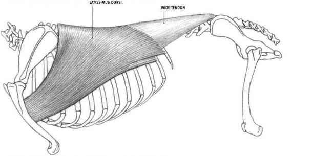 Level 7 - Equine Muscle anatomy - Memrise