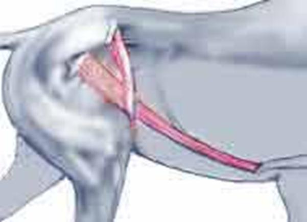 Level 7 - Equine Muscle anatomy - Memrise