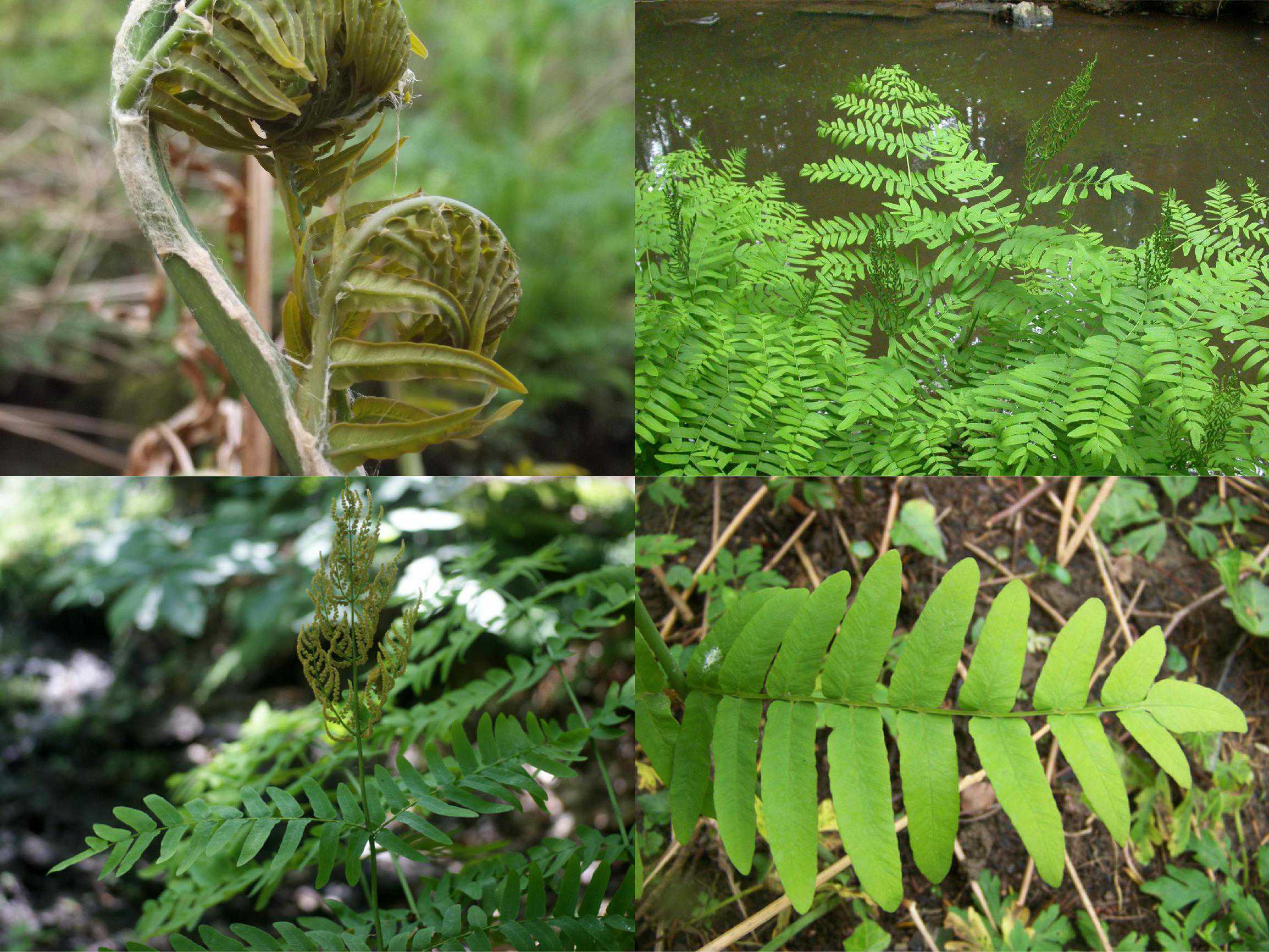 Level 1 - Fougères - Identification des plantes sauvages comestibles ...