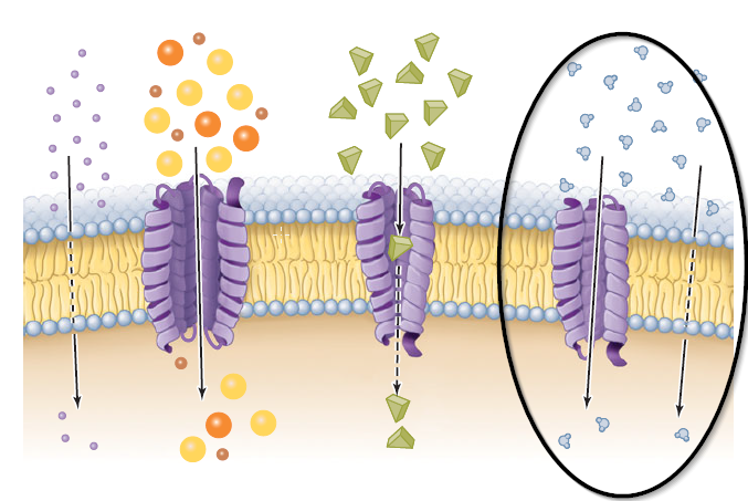 Level 6 - Microbiology with Diseases by… - Memrise