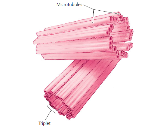 Level 6 - Microbiology with Diseases by… - Memrise