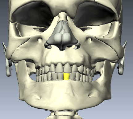 Level 9 - Mandibular Teeth - Human Anatomy - Memrise