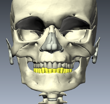 Level 9 - Mandibular Teeth - Human Anatomy - Memrise