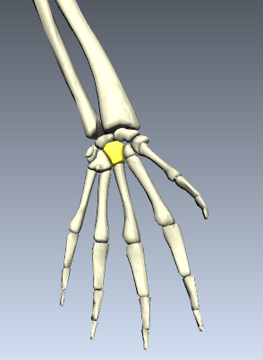 Level 10 - Human Anatomy - Memrise