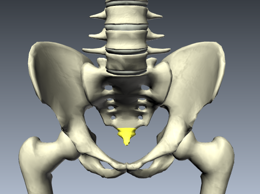 Level 16 Bones Of The Pelvis Human Anatomy Memrise