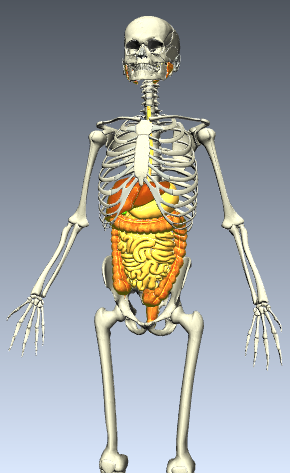 Level 3 - Human Anatomy - Memrise