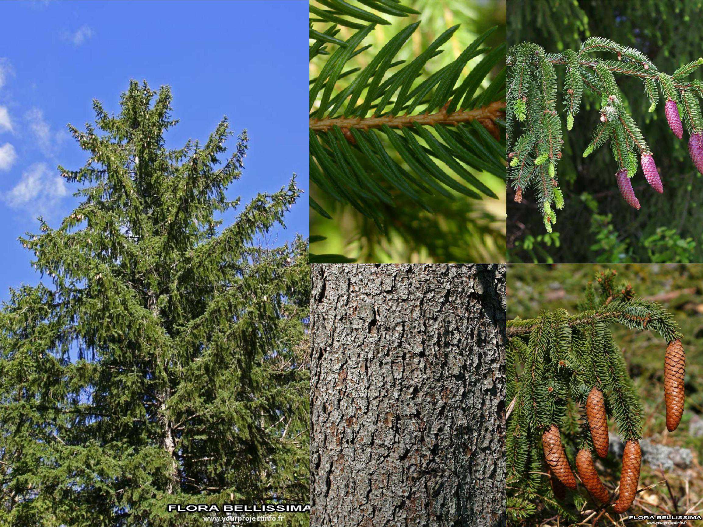 Level 2 - Gymnospermes : Pinaceae - Identification des plantes sauvag ...