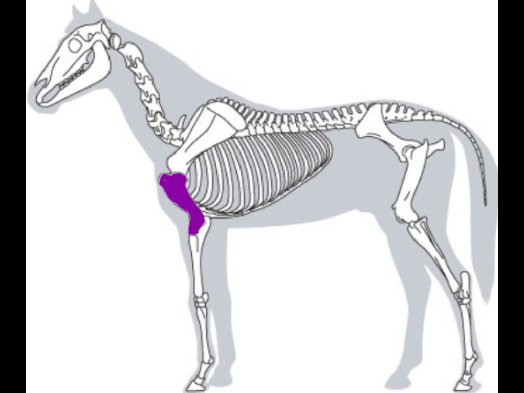 Level 1 Equine Skeleton Memrise