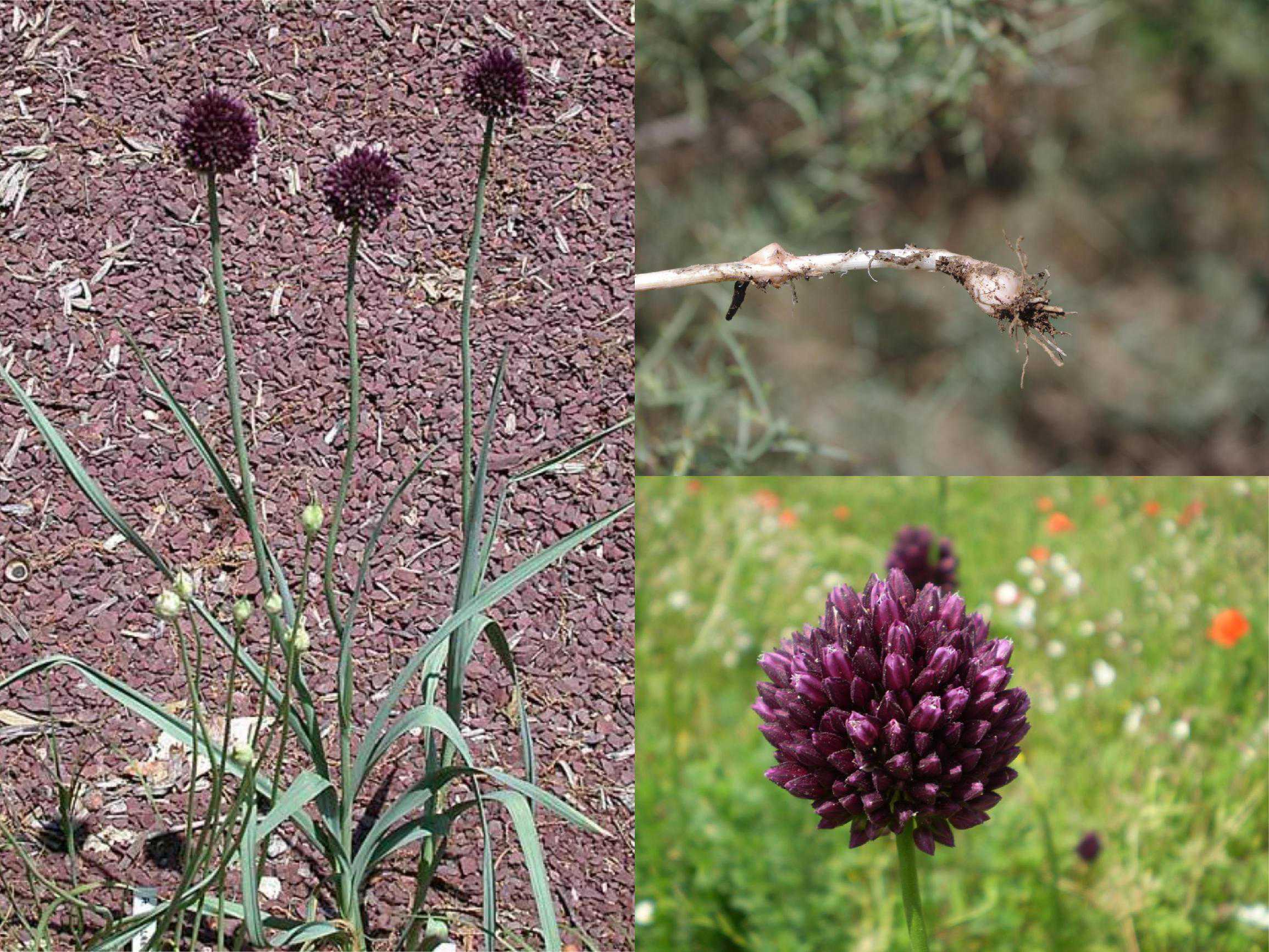 Лук круглый (Allium rotundum)