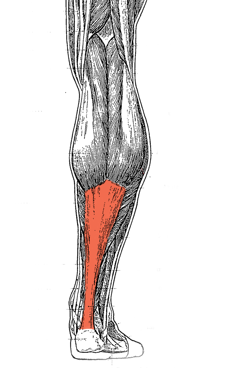 Canalis cruropopliteus стенки