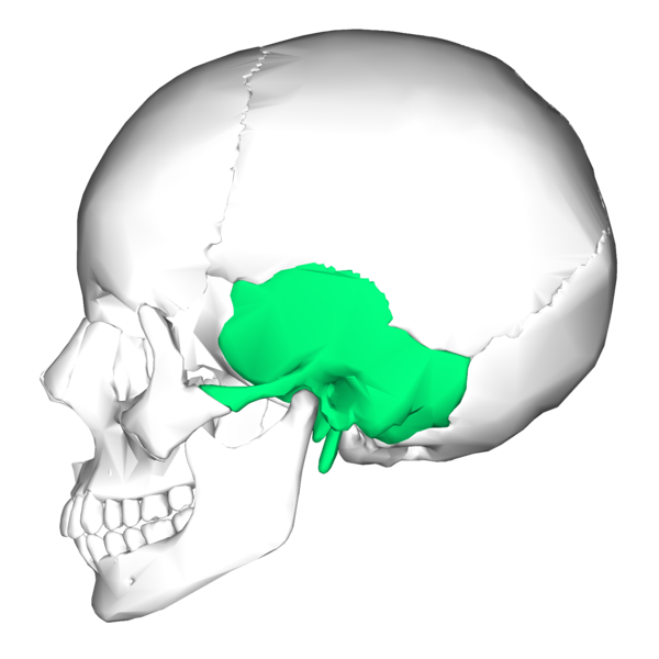 Level 1 Bones Of The Human Body Memrise 8062