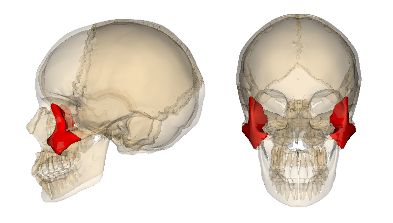 Level 2 - Bones of the Human Body - Memrise