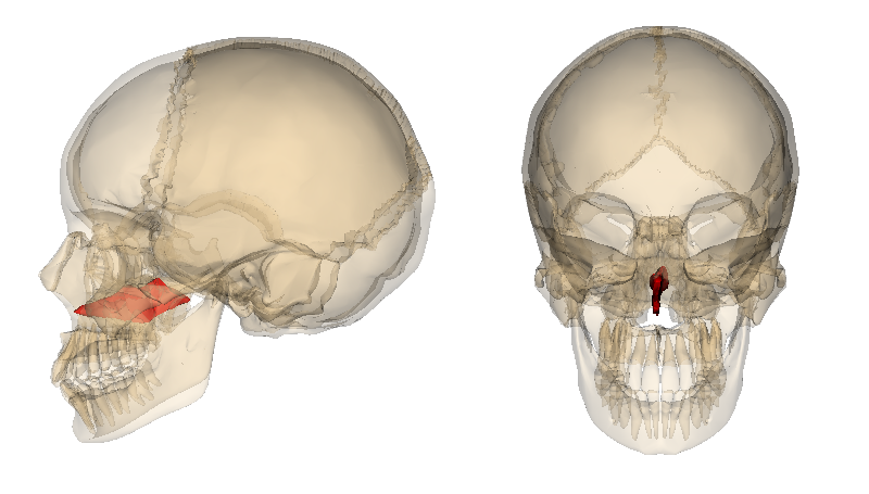 Level 2 Bones Of The Human Body Memrise 9389