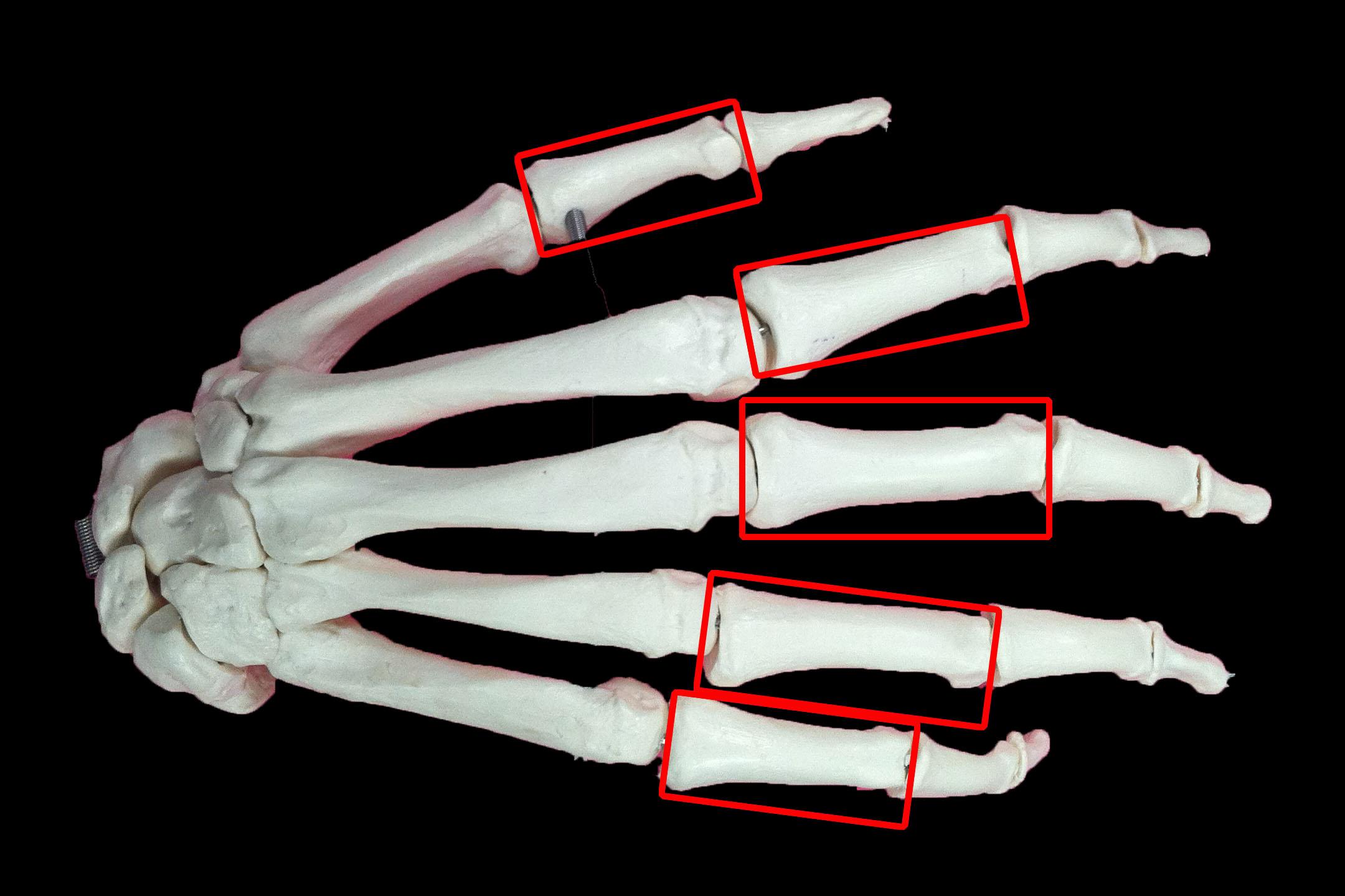 Level 6 - Bones of the Human Body - Memrise