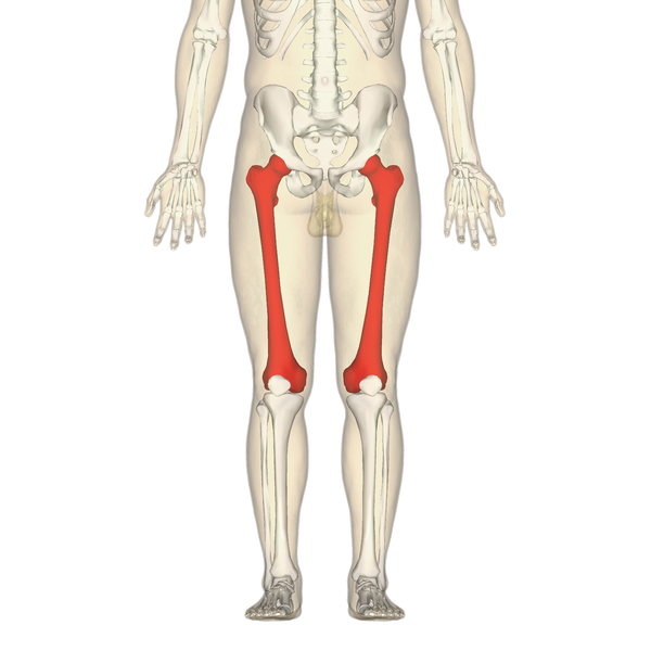 Level 6 - Bones of the Human Body - Memrise