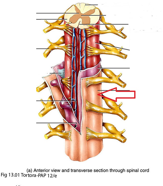 Level 7 - 1.5 Spinal Meninges - Anatomy of the Extremities - Memrise