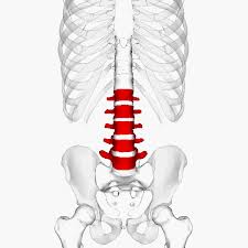 Level 6 - Anatomy of the Extremities - Memrise