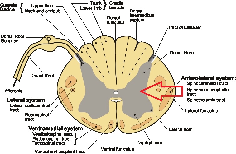 Level 8 - Anatomy of the Extremities - Memrise
