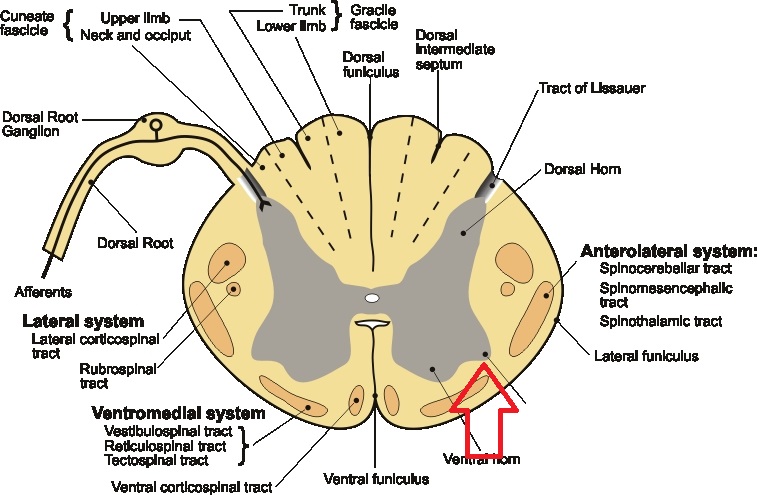 Level 8 - Anatomy of the Extremities - Memrise