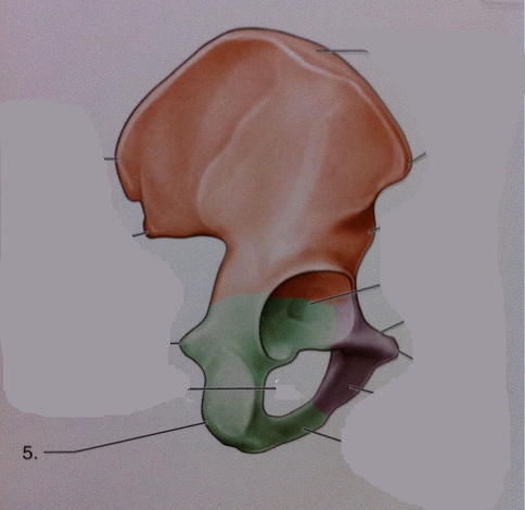 Level 101 - 7.14 Gluteal Region - Deep Muscles - Anatomy of the Extremi