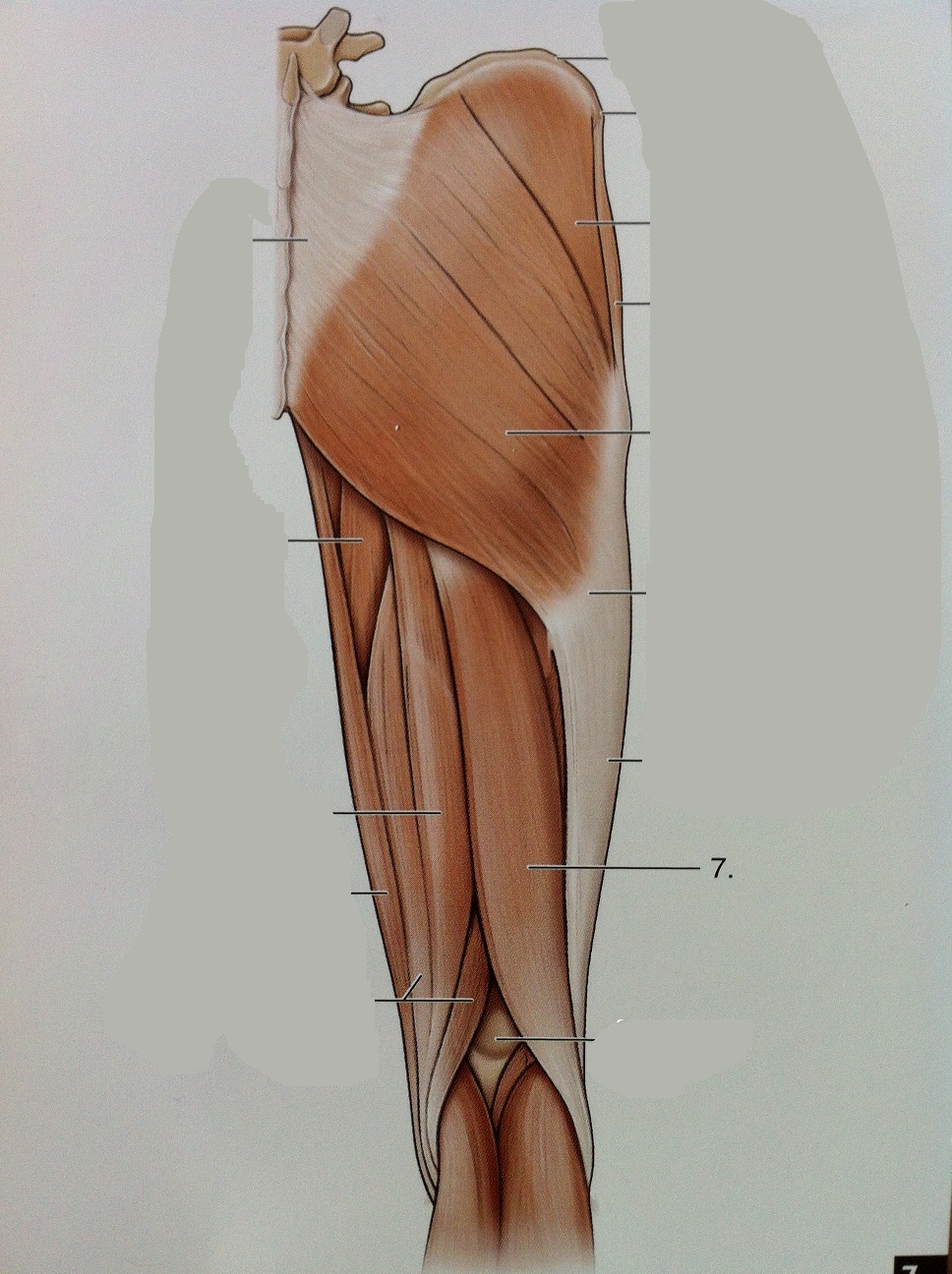 Level 72 Anatomy Of The Extremities Memrise - vrogue.co