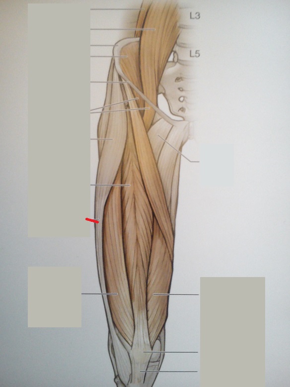 Iliotibial Tract Muscle