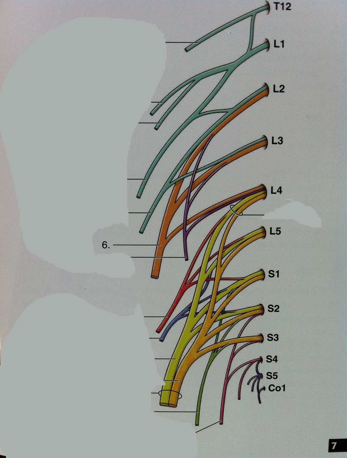 Level 108 - Anatomy Of The Extremities - Memrise