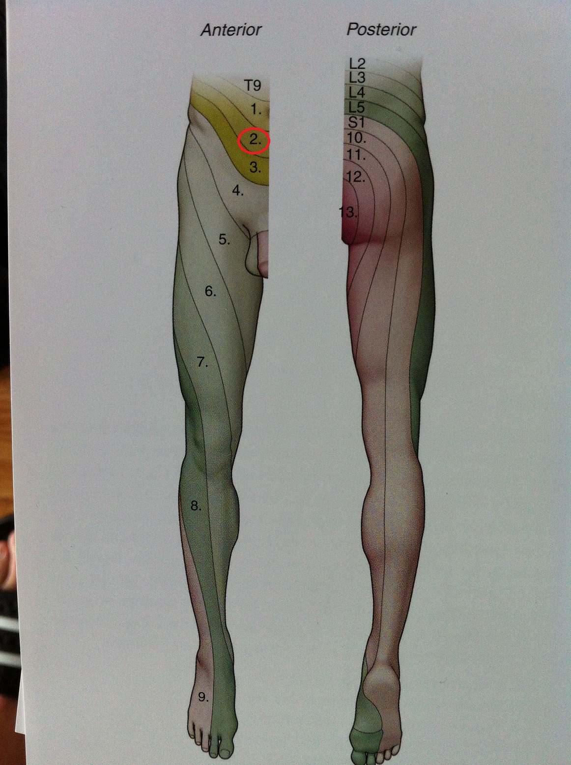 Lower Extremity Dermatomes And Myotomes 2346