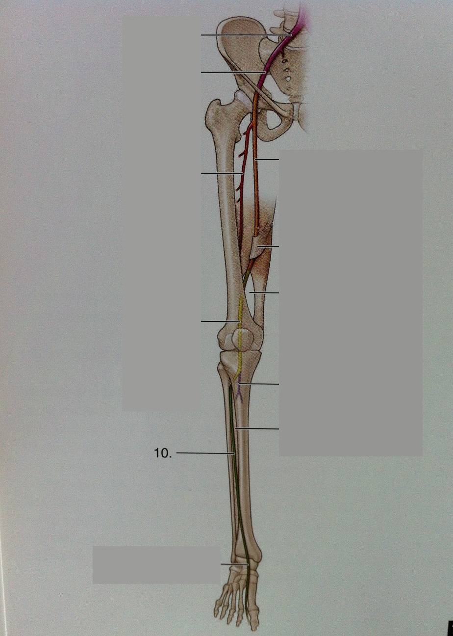 Level 115 - Anatomy Of The Extremities - Memrise